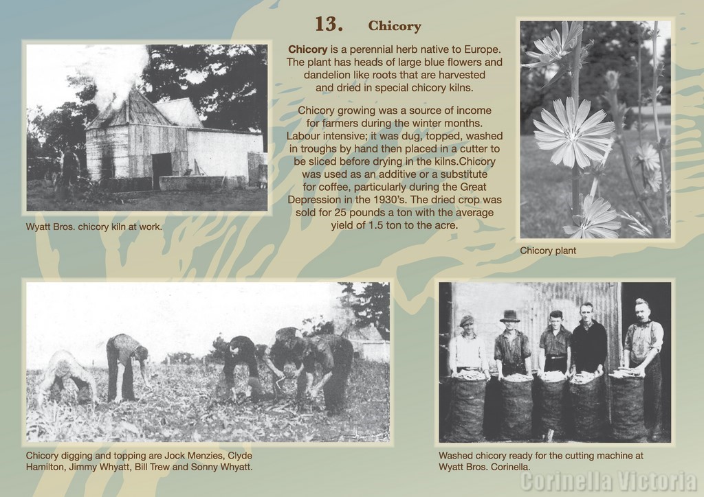 Chicory Farming History Corinella
