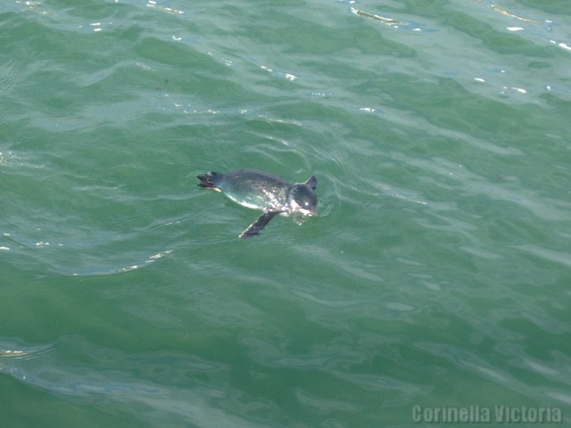 A Penguin Swims By at Corinella Jetty