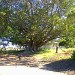 Hughes Family Homestead Wonderful Old Trees At Corinella Victoria !